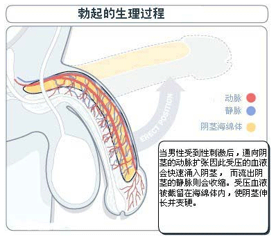 唐山勃起功能障碍